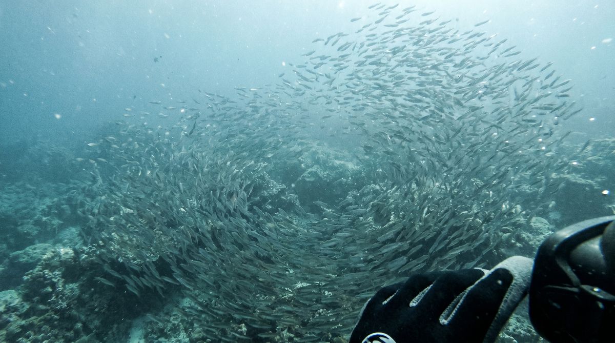Into the bait ball