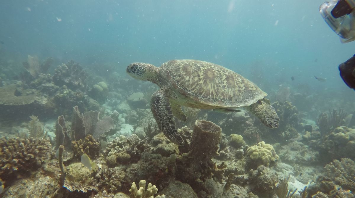 Turtle over the reef